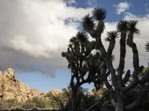 Lincoln Schatz Joshua Tree