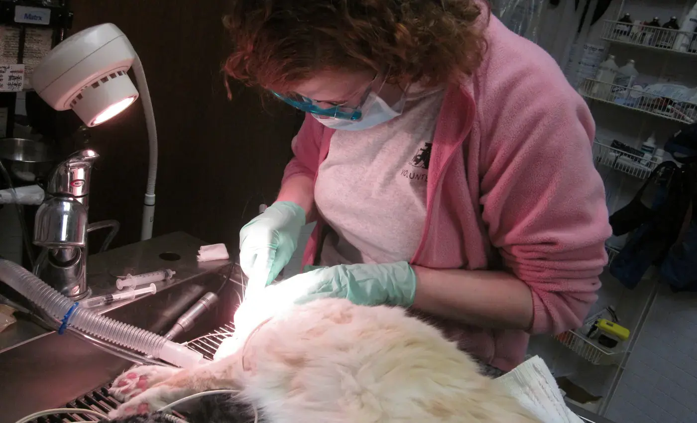 student performing surgical procedure on cat