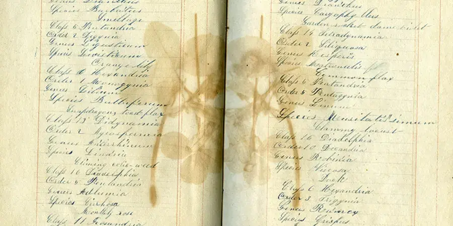 Analysis of Flowers pressed flower book at Bennington Museum