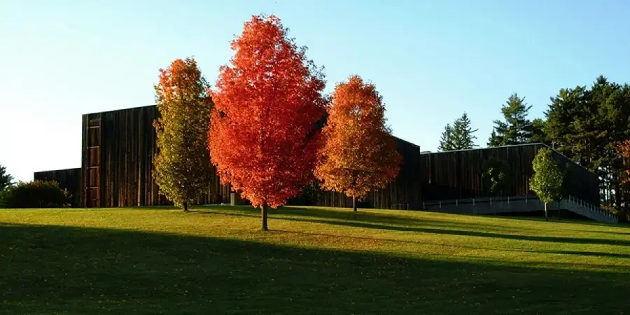 three trees in a green field 