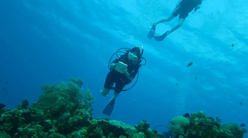 Students scuba diving to collect data on coral reefs